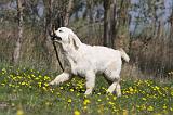 GOLDEN RETRIEVER 891